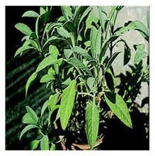 Organic Sage Seeds Organic Sage Seeds