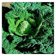 Organic Savoy Verbote Cabbage Seeds