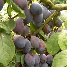 Organic Shropshire Prune Organic Shropshire Prune