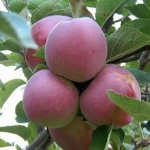 Organic Spartan Apple Trees