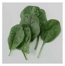 Organic Spinach F1 Primo Seeds