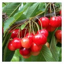 Organic Stella Cherry Trees