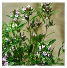 Organic Summer Savory Seeds