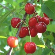 Organic Summersun Cherry Tree