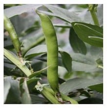 Organic Super Aquadulce Broad Bean Seeds