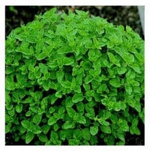 Organic Sweet Marjoram Seeds