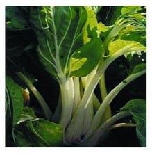 Organic Taisai Chinese Cabbage Seeds