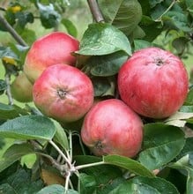 Organic Tom Putt Cider Apple Trees