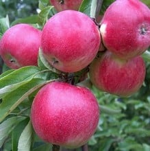 Organic Tydemans Early Worcester Apple Trees