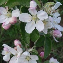 Organic Tydemans Early Worcester Apple Trees