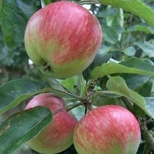 Organic Tydemans Early Worcester Apple Trees