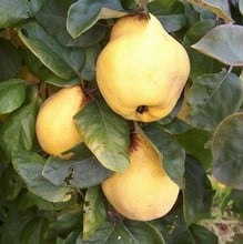 Organic Vranja Quince Tree