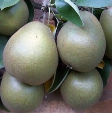 Organic Worcester Black Pear Tree