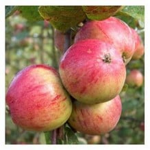Organic Yarlington Mill Cider Apple Tree