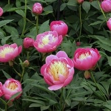 Paeonia Bowl of Beauty