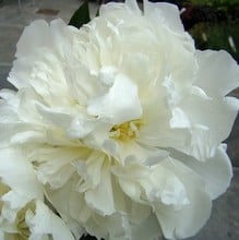 Paeonia Duchess de Nemours