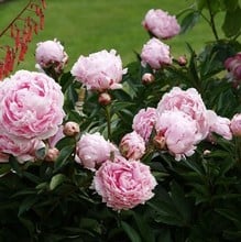 Paeonia Sarah Bernhardt