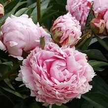 Paeonia Sarah Bernhardt