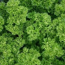 Parsley Curly- Organic Plant Packs