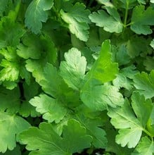 Parsley Flat Leaf - Organic Plant Packs