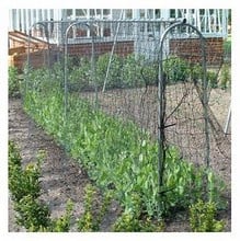 Pea and Bean Hoops and Cross Supports Pea and Bean Hoops and Cross Supports