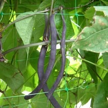 Pea and Bean Netting