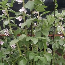 Pea and Bean Support Stakes (3 pack) Pea and Bean Support Stakes (3 pack)