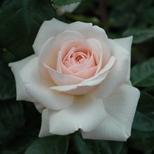 Penny Lane - Climbing Rose by Peter Beales Penny Lane - Climbing Rose by Peter Beales