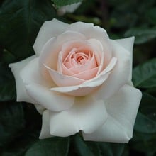 Penny Lane - Climbing Rose by Peter Beales