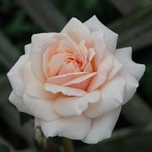 Penny Lane - Climbing Rose by Peter Beales