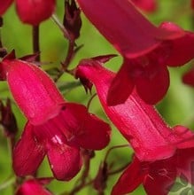 Penstemon Garnet