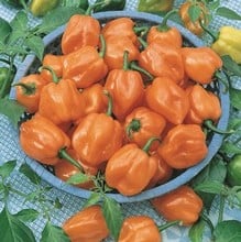 Pepper and Chilli Collection (12 plants) Organic