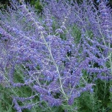 Perovskia Blue Spire - Russian Sage