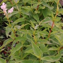 Persicaria alpina