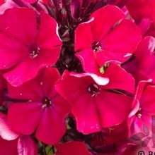 Phlox Starfire