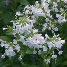 Phlox White Admiral