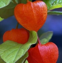 Physalis franchetii