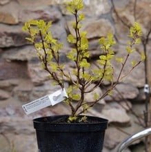 Physocarpus Darts Gold