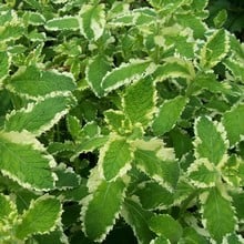 Pineapple Mint (3 Plants) Organic