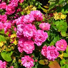 Pink Flower Carpet Rose by Peter Beales