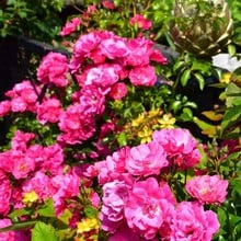 Pink Flower Carpet Rose by Peter Beales