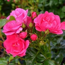 Pink Flower Carpet Rose by Peter Beales