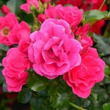Pink Flower Carpet Rose by Peter Beales