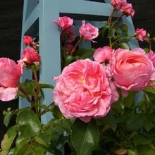 Pippin Climbing Rose by Peter Beales