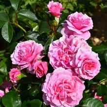 Pippin Climbing Rose by Peter Beales