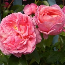 Pippin Climbing Rose by Peter Beales