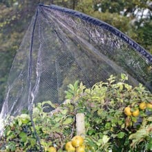 Popadome Fruit Tree Cover (3.5m high)