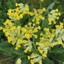 Primula veris