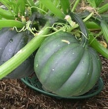 Pumpkin and Melon Cradle