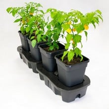 Quadgrow - Self Watering Planter